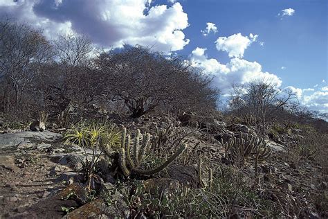 The Caatinga Drought: A Thirst for Change and Pre-Columbian Adaptation in Northeastern Brazil